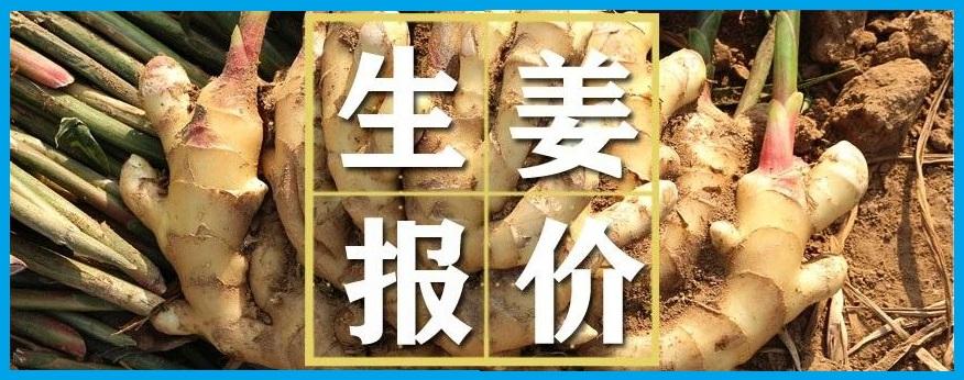 昌邑生姜最新价格动态分析