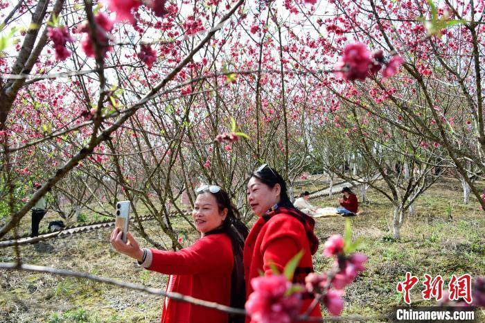 桃花族论坛最新动态揭秘，新时代网络社交新模式探索