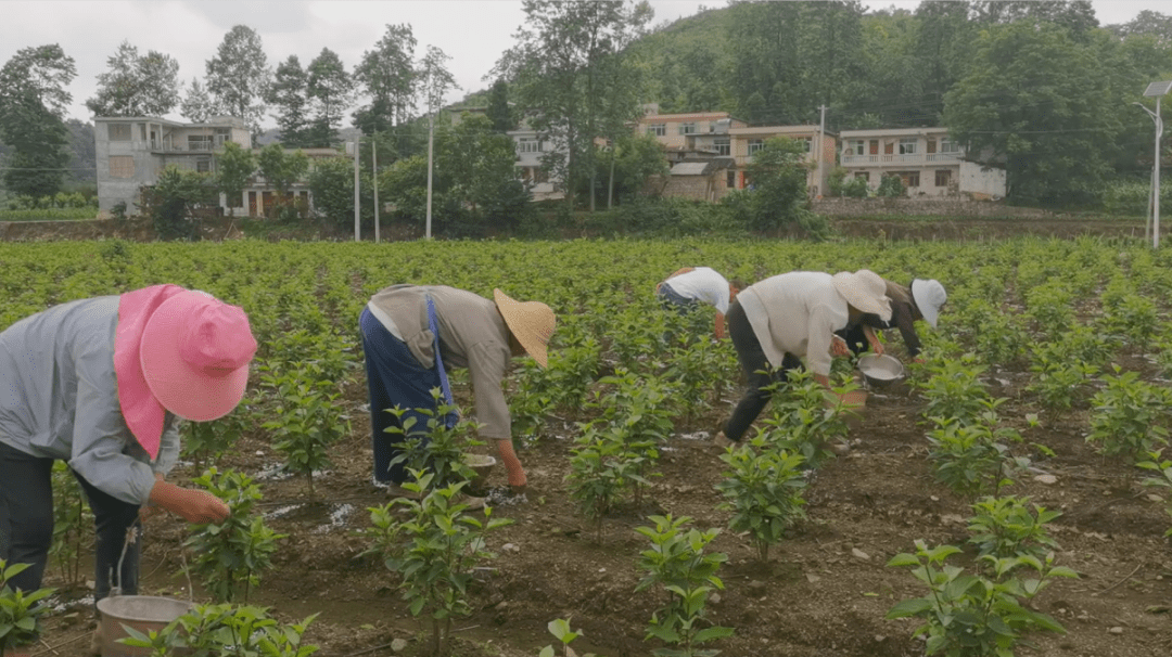 乡野村民生活新面貌